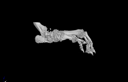 MicroCT掃描檢測(cè)實(shí)驗(yàn)服務(wù)，助力科研~